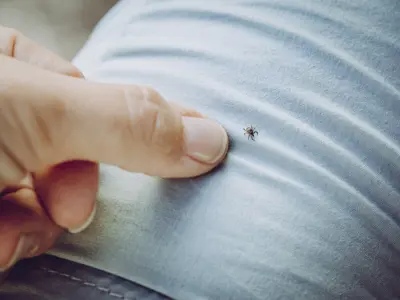 Small tick being pointed to on a persons light blue jeans