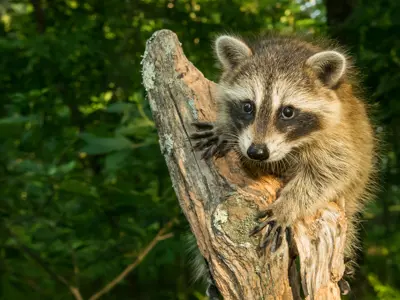 Cute baby racoon sitting on a branch of a tree.
